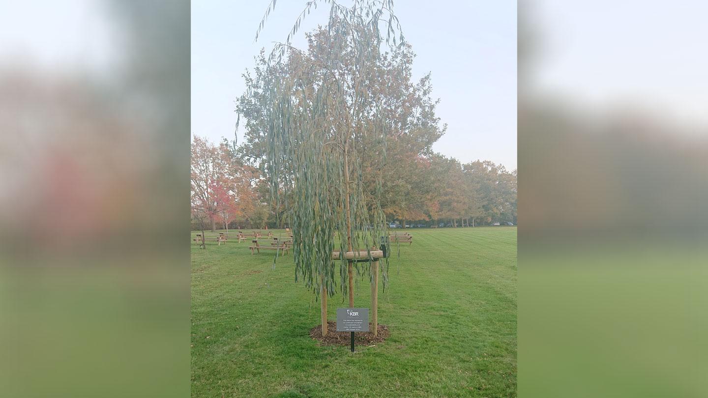 100 Year Celebration Tree