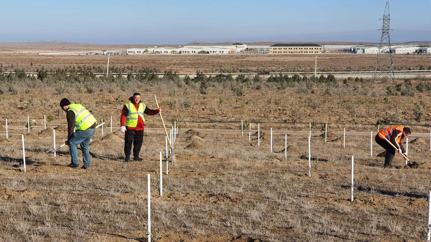 SOCAR-KBR joint venture team planting trees