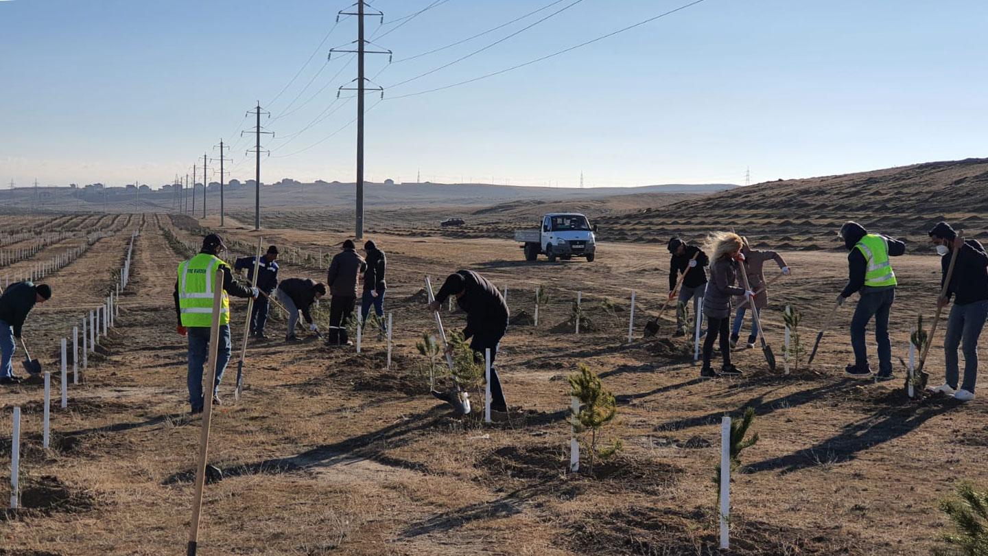 SOCAR-KBR joint venture team planting trees